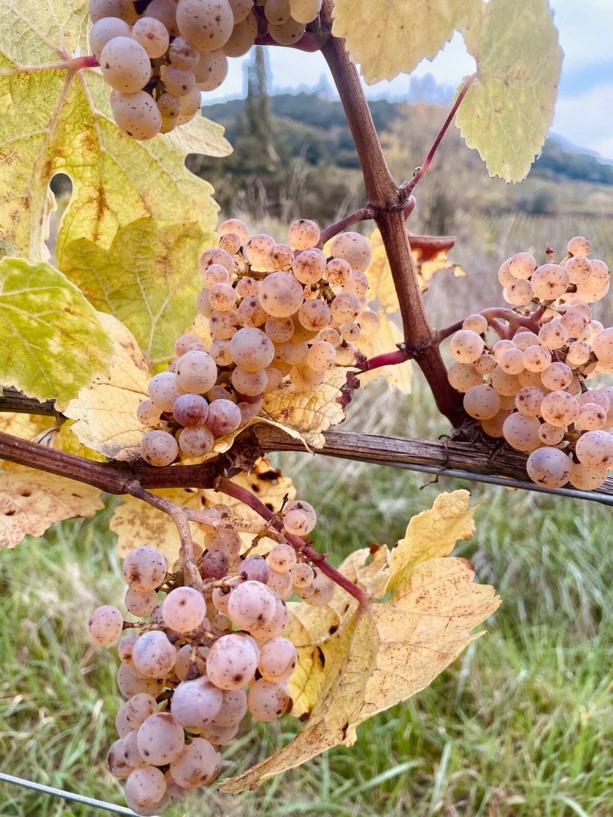 R Ckblick Weingut Und Vinorant Fleischmann Krieger